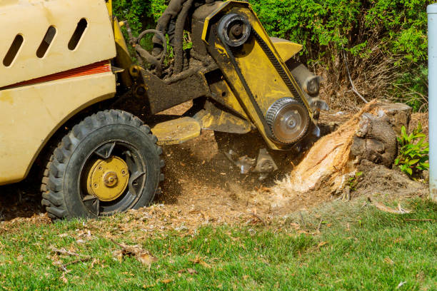 Best Tree Stump Removal  in Bath, PA